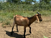 Buk, Nubian Goat — foto 2