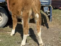 황소, Simmental cattle — 사진 7