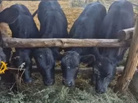 Lembu betina, Aberdeen-Angus — foto 3