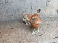 Chickens — ፎቶ 3