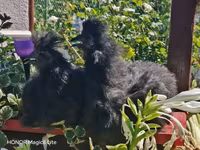Silkie — foto 3
