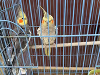Nimfa (Cockatiel) cütlüyü + qəfəs - Növ: Nimfa papağanı (Cockatiel) — عکس 5