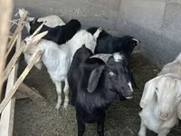 Taka, Beetal goats — 4-rasm