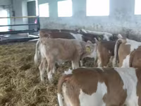 Býk, Simmental cattle — foto 2