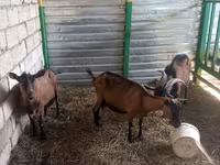 بز ماده, Alpine goat — عکس 1