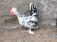 Chickens — 4 зураг