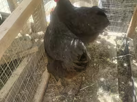 Chickens — foto 4