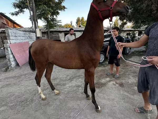Kůň, Akhal-Teke