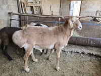 Widder, Arashan sheep — Foto 2