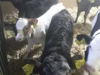 Rundvee (partij, geslacht niet gespecificeerd), Simmental cattle — foto 2