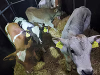 Býk, Simmental cattle — foto 2