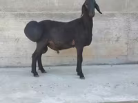 Kos, Hissar sheep — 3. fotó