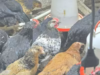 Chickens — foto 8