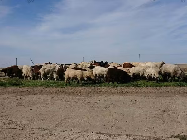 میش, گوسفند