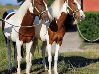 公马, Horses — 照片 2