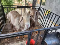 Ovelhas (lote, sexo não especificado), Ovelhas — foto 2