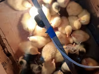 Geese — foto 1