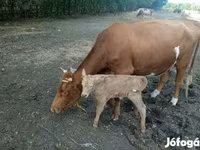 گاو ماده, Simmental cattle — عکس 1