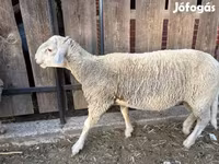 Beran, Merino sheep — foto 1