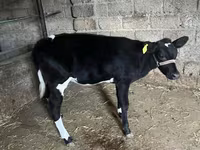 Bydło (partia, płeć nieokreślona), Russian Black pied cattle — zdjęcie 6