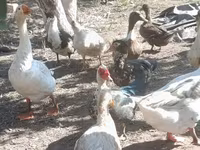 Geese — foto 4