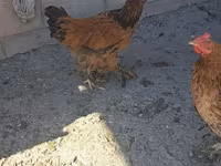 Brahma — foto 2