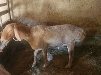 Montone, Arashan sheep — foto 2
