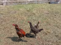 Chickens — foto 3