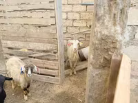 بز ماده, بز — عکس 5