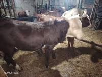 گاو نر, گاو سفیدسر قزاقستانی — عکس 3