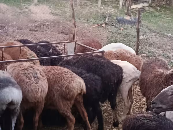 母羊, Sheep