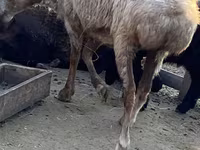 Kambing jantan, Sheep — foto 5