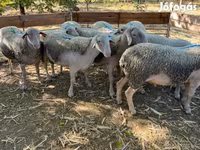 Ram, Schapen — foto 4