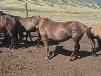 مادیان, اسب — عکس 3