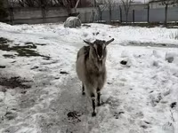 Ged, Alpine goat — foto 3