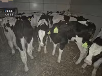 วัวตัวผู้, Simmental cattle — รูปภาพ 5