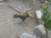 Chickens — 4-rasm