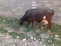Mucca, Russian Black pied cattle — foto 1