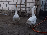 Geese — รูปภาพ 4