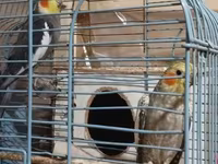 HAZİR BALA VEREN CUTLERDİ - Növ: Nimfa (Cockatiel) cütü – biri boz/aq — foto 4