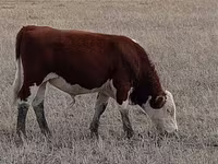 Stier, Simmental cattle — foto 5