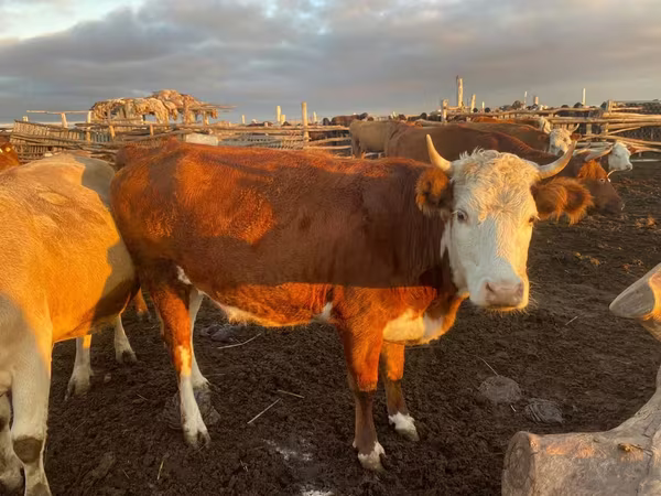 Cow, Kazakh White-headed cow