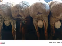 የጎትት አውራ በግ, Rhon sheep — ፎቶ 4