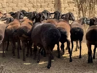 قوچ, گوسفند — عکس 5