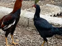 Chickens — عکس 8