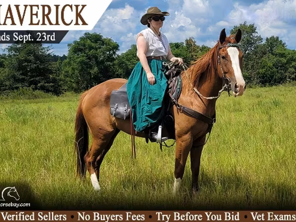 اسب نر, Quarter Horse