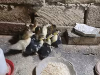 Ducks — fotografija 3