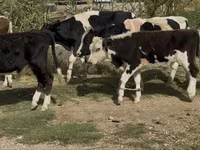 گاو نر, Simmental cattle — عکس 2