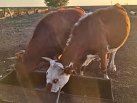 Կով, Simmental cattle — լուսանկար 1