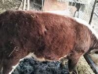 Bovine (lot, sex nespecificat), Hereford — foto 3
